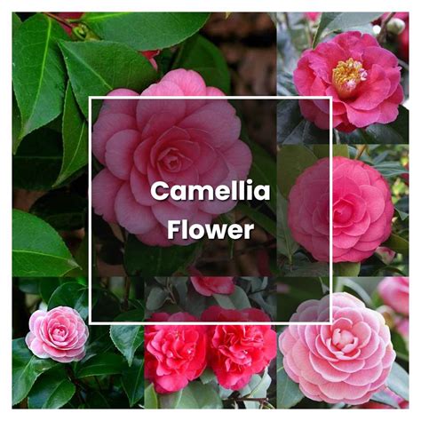 種茶花|茶花這樣種，花開爆棚！How to Grow Camellias？